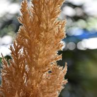 maxifleur Künstlicher Reed Pflaume Zweig 85 cm creme