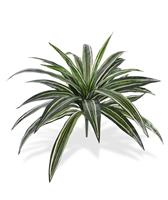 Draceana kunstplant 40cm - groen/bont
