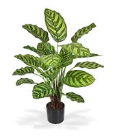 Calathea Makoyana kunstplant 60cm