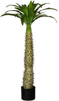 Creativ Green Künstliche Zimmerpflanze Madagaskarpalme Pachypodium, (1 St.)