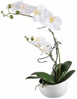 Creativ Green Kunstpflanze Orchidee, (1 St.)