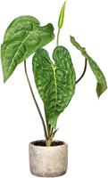 Creativ Green Künstliche Zimmerpflanze Anthurie, (1 St.), im Zementtopf
