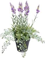 Botanic-Haus Künstliche Zimmerpflanze Lavendel - Kräutertopf, (1 St.)