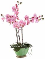 I.GE.A. Kunstplant Orchidee