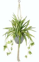 I.Ge.A. Künstliche Zimmerpflanze Wasserlilie, (1 St.), im Kunststofftopf, mit Hängeampel