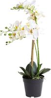 Nova Nature (Best) RT Phalaenopsis Bora x3 in pot 60cm white