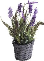 Botanic-Haus Kunst-potplanten Lavendel - erica arrangement in mand