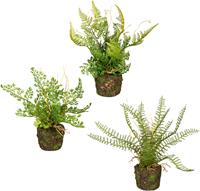 Creativ Green Künstliche Zimmerpflanze Set aus Farnpflanzen auf Wurzelballen, (3 St.), 3er Set