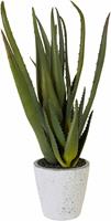 Creativ Green Kunstpflanze Aloe, (1 St.)