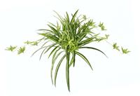 I.Ge.A. Kunstpflanze Wasserlilie