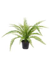 Asplenium Varen kunstplant 45cm