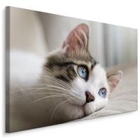 Karo-art Schilderij - Dromerige Kitten, Premium Print, 5 maten