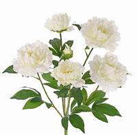 Marylea Pfingstrosenbouquet mit 5 Blüten