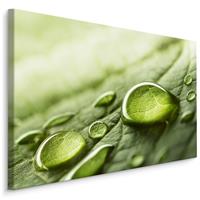 Karo-art Schilderij - Waterdruppels op een blad, Groen, Premium Print