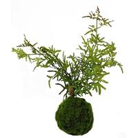 HTI-Living Kunstpflanze Farn-Busch Flora grün
