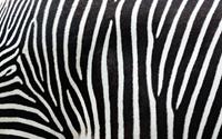 Karo-art Schilderij - Zebra Strepen, zwart/wit, Premium print