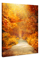 Karo-art Schilderij - Herfstpad door het Bos, Premium Print, Wanddecoratie