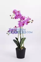 Noach Phalaenopsis 3-tak - 63,5 cm roze