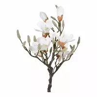 Noach Magnolia boom - 60 cm