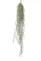 Louis Maes Kunst hangplant tillandsia grs l75cm hder