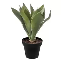 Louis Maes Aloe in pot