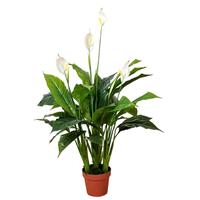 Buitengewoon de Boet Spathiphyllum patini 105 cm