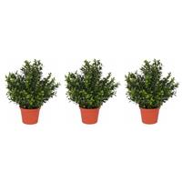 Bellatio Set van 3x stuks kunstplanten buxus plant in pot 31 cm -