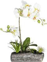 Creativ Green Kunstpflanze Phalaenopsis, (1 St.)