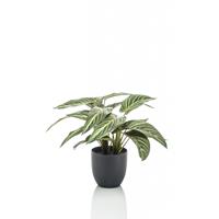 kunstplant Calathea zebrina Groen