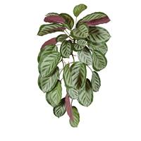 Calathea red Roseopicta kunst hangplant 70cm