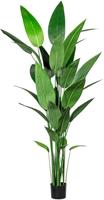 Creativ green Künstliche Zimmerpflanze »Wassercanna« Wassercanna, , Höhe 210 cm