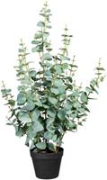 Creativ green Künstliche Zimmerpflanze »Eukalypthus« Eukalypthus, , Höhe 80 cm