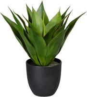 Creativ green Künstliche Zimmerpflanze »Agave« Agave, , Höhe 36 cm