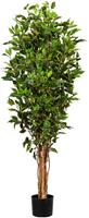 Creativ Green Kunstbaum Ficus Benjamini, (1 St.)