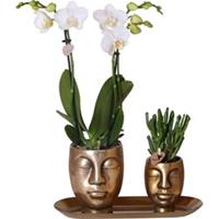 kolibrigreens Kolibri Company - Set d'orchidées et de succulentes blanches sur un plateau doré - fraîches de chez le cultivateur
