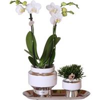 Kolibri Orchids Kolibri Company - Set van witte orchidee en Rhipsalis op zilveren dienblad - vers van de kweker
