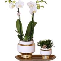 Kolibri Orchids Kolibri Company - Set van witte orchidee en Rhipsalis op gouden dienblad