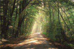 Karo-art Foto Glas Art - Weg in het bos, 120x80cm, groen, prachtig voor in woon en slaapkamer, inclusief ophang materiaal