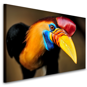 Karo-art Schilderij - Nieuwsgierige neushoornvogel, premium print, wanddecoratie, zeer stevig verpakt geleverd , Dieren