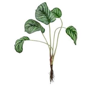 Leen Bakker Kunstplant Calathea - groen - 46 cm