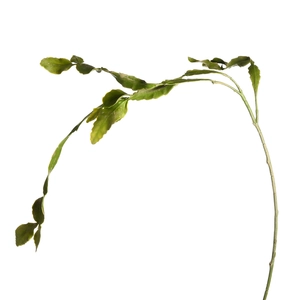 DEPOT Zweig Kaktus, L:1m, grün