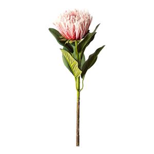 DEPOT Protea ca. 65cm