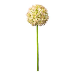DEPOT Allium ca. 80cm /11cm