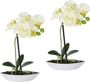 Yomonda Kunstpflanze Orchidee 2er-Pack creme