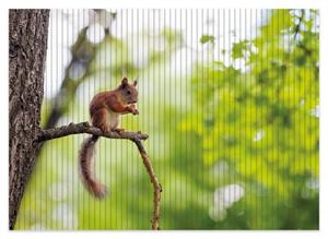 Wallario Schaum-Badematte »Eichhörnchen auf einem Ast« , Höhe 5 mm, rutschhemmend, geeignet für Fußbodenheizungen