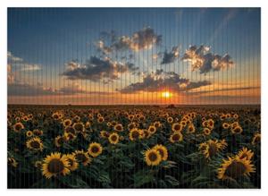 Wallario Schaum-Badematte »Sonnenblumenwiese vor Wolken mit Sonnenuntergang« , Höhe 5 mm, rutschhemmend, geeignet für Fußbodenheizungen