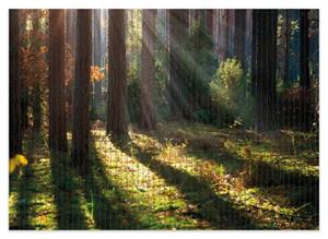 Wallario Schaum-Badematte »Sonnenstrahlen im Herbstwald« , Höhe 5 mm, rutschhemmend, geeignet für Fußbodenheizungen