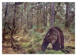 Wallario Schaum-Badematte »Gefährlicher Grizzlybär im Wald« , Höhe 5 mm, rutschhemmend, geeignet für Fußbodenheizungen