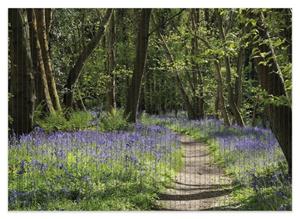 Wallario Schaum-Badematte »Wiese voller blauer Hasenglöckchen im Wald« , Höhe 5 mm, rutschhemmend, geeignet für Fußbodenheizungen