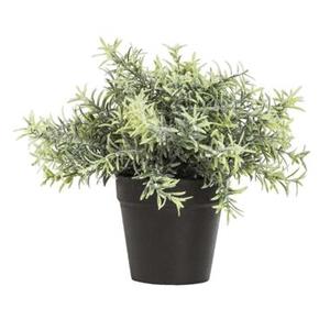 Leen Bakker Rosemary plant in pot - groen - 22 cm
